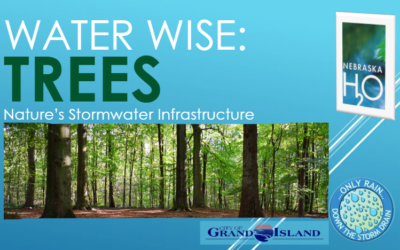 Trees: Nature’s Stormwater Infrastructure