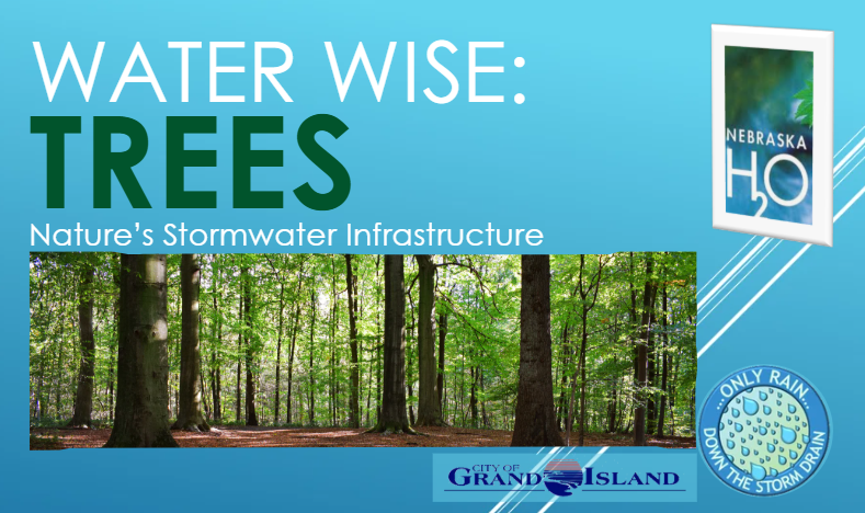 Trees: Nature’s Stormwater Infrastructure