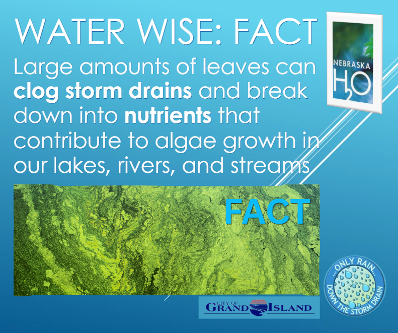 Fact: Large amounts of leaves can clog storm drains and break down into nutrients that contribute to algae growth in our lakes, rivers, and streams.