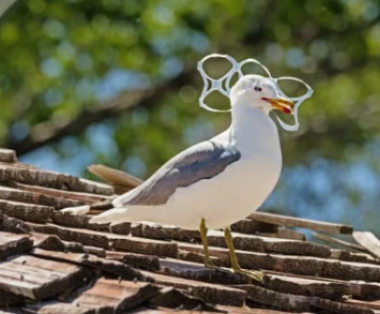 bird stuck in plastic