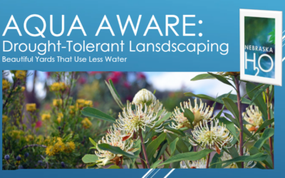 Drought-Tolerant Landscaping: Beautiful Yards That Use Less Water