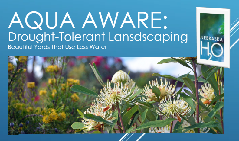 Drought-Tolerant Landscaping: Beautiful Yards That Use Less Water