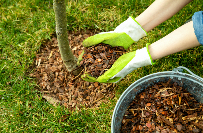 mulch around trees