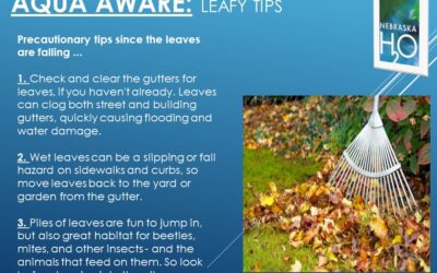 What do I do with all my leaves??