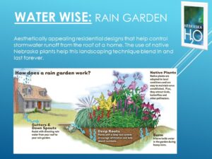 Rain Garden