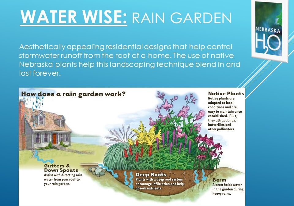 Residential Rain Garden