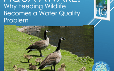 Why Feeding Wildlife Becomes a Water Quality Problem