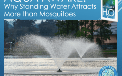 Why Standing Water Attracts More Than Mosquitoes