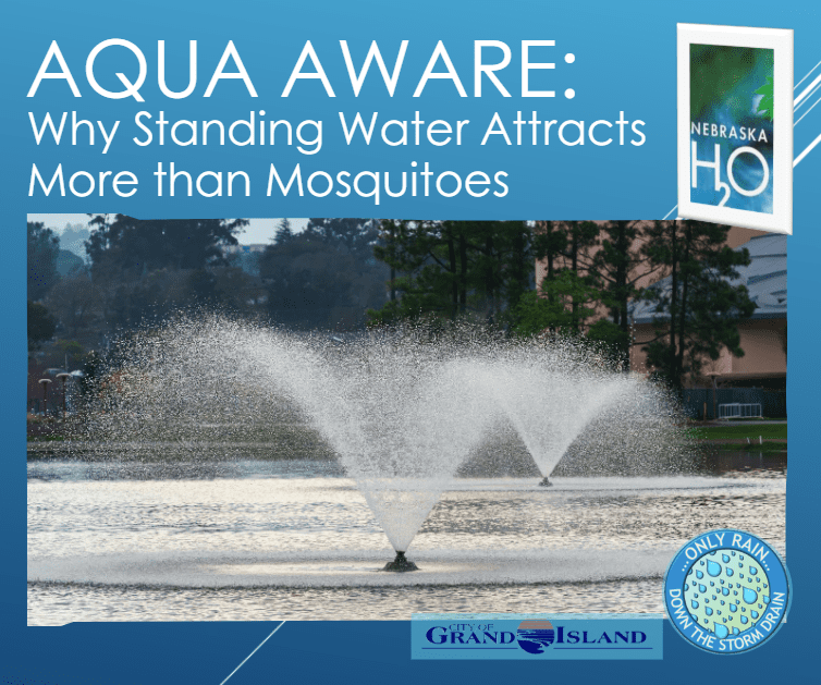 Why Standing Water Attracts More Than Mosquitoes