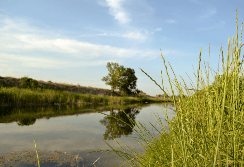River in the prairie with a tree
