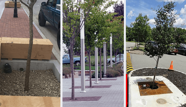 Tree infiltration boxes