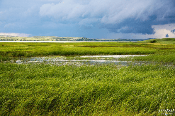 Wetland