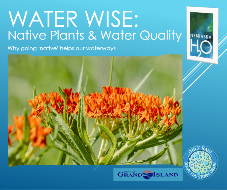Native Plants and Water Quality: Why Going Native Helps Our Waterways