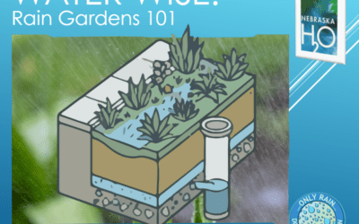 Rain Gardens 101