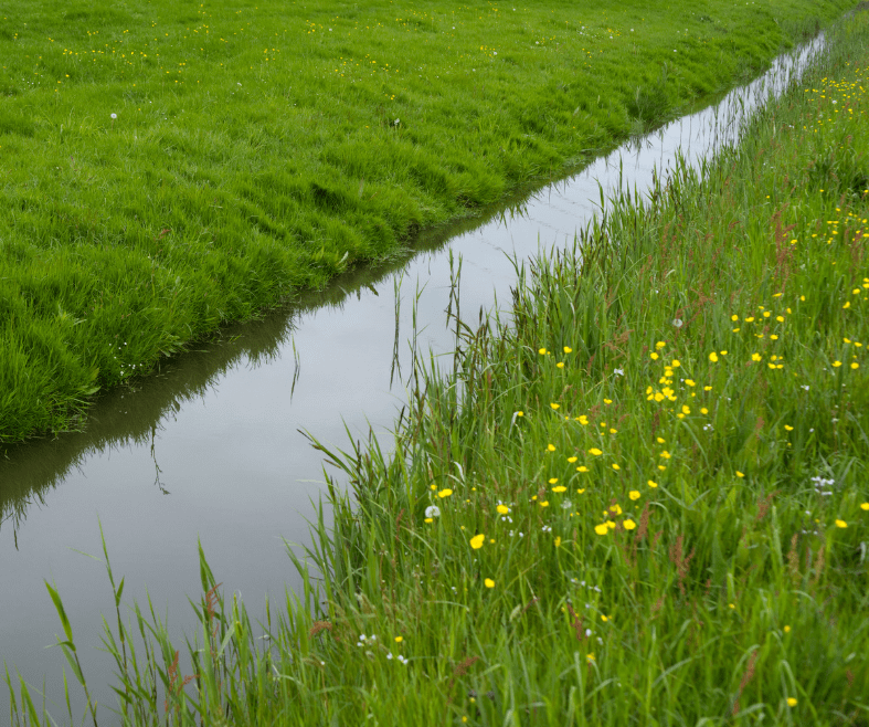 Vegetated Ditch