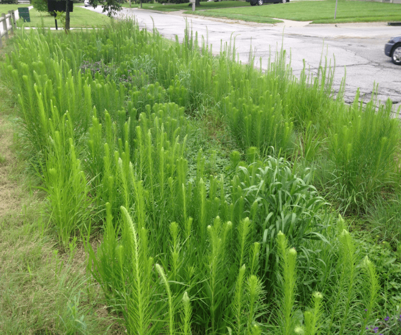 Screenshot 2026 06 09 124009 Omaha rain garden