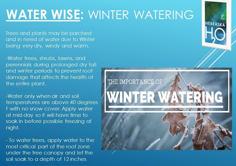 Winter Watering